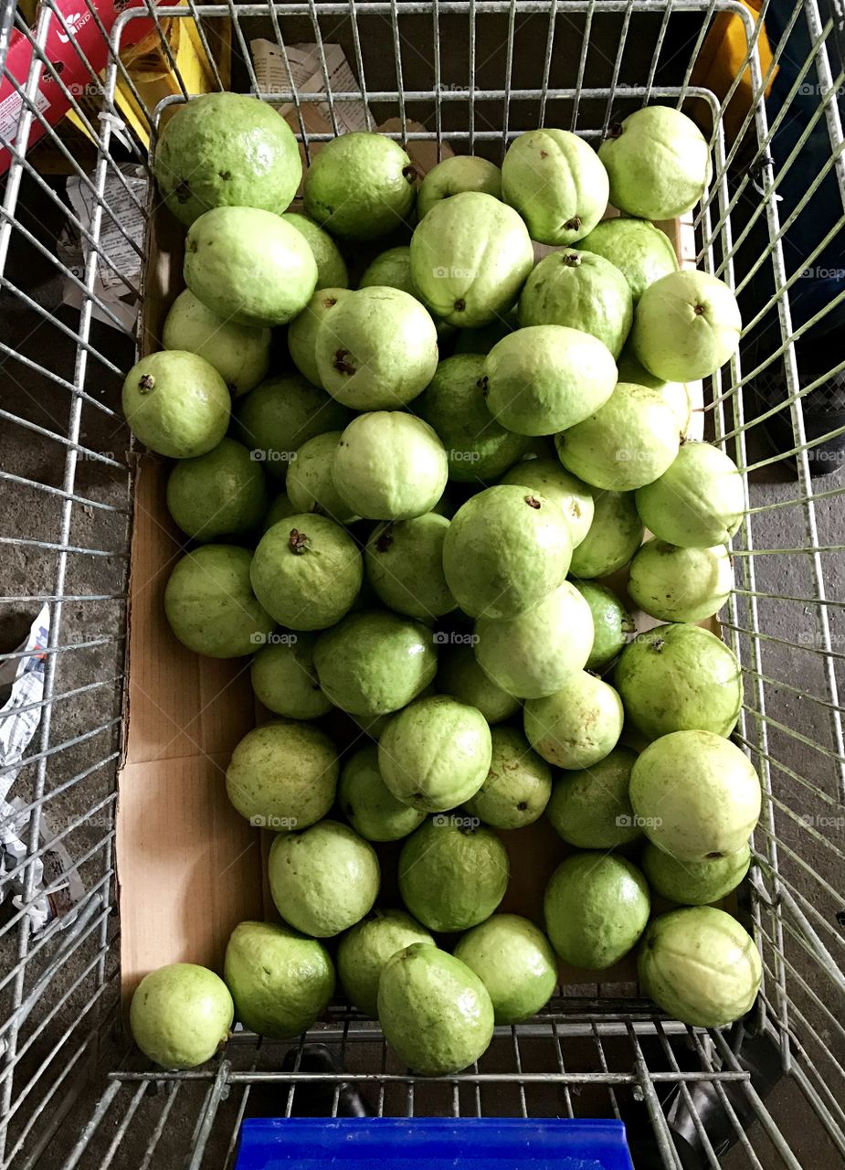 Amazingly fresh Psidium guajava...