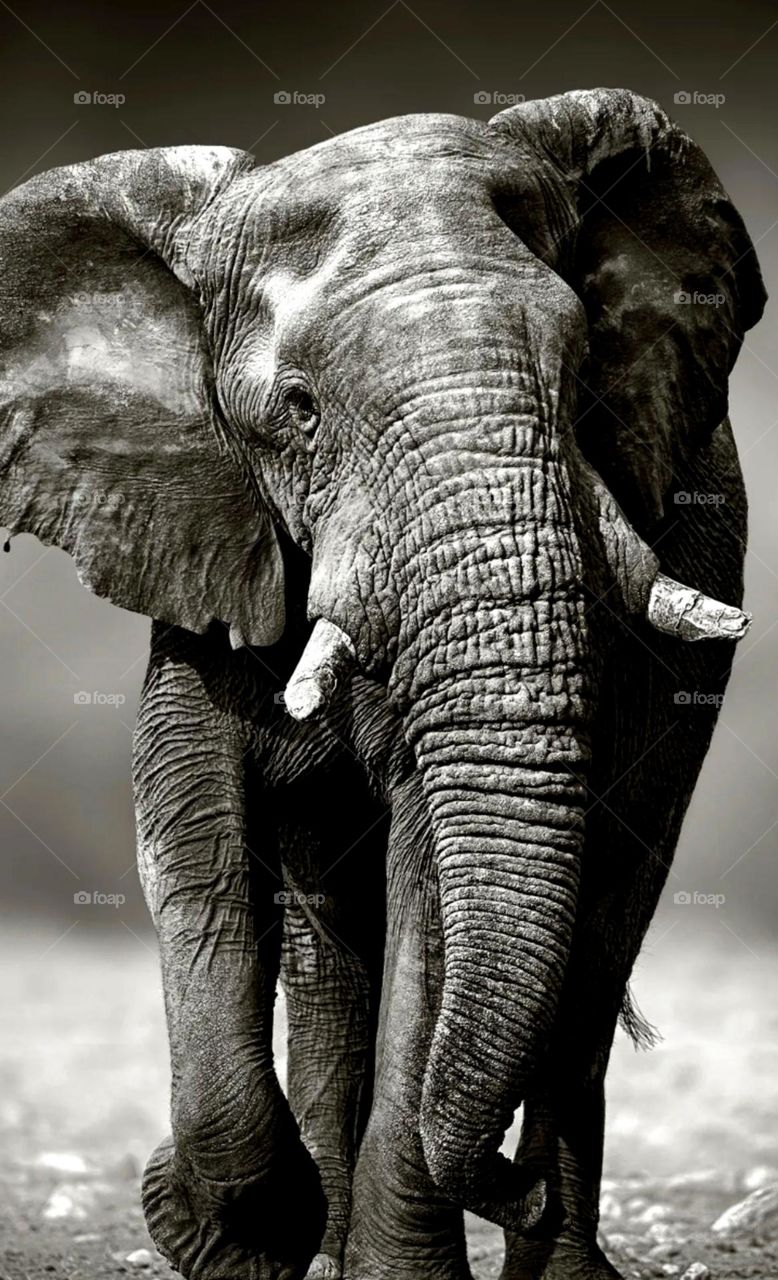 Black & white elephant photo looks so old age elephant it's a heavy animal wild animal leave in jungle