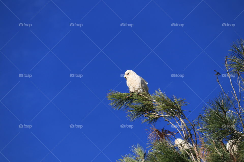 White wild South Australian Corella Cockatoo parrot perched on tree against vivid clear blue sky, minimalism, copy, text and graphic space
