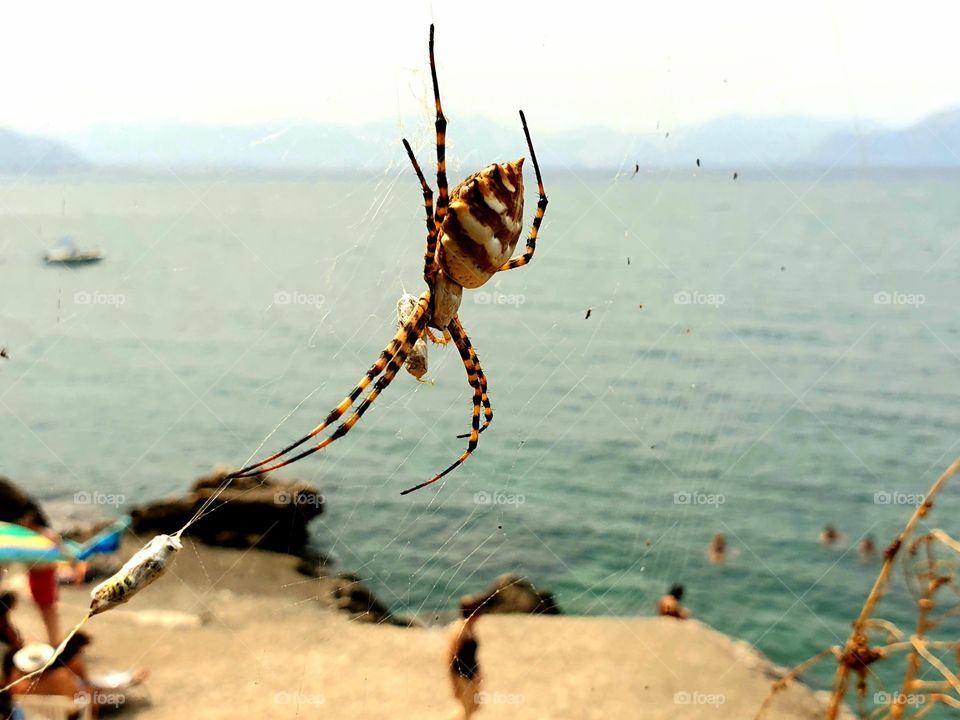 Giant wasp spider