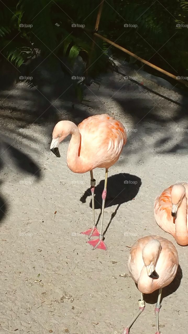 Flamingo Sleeps