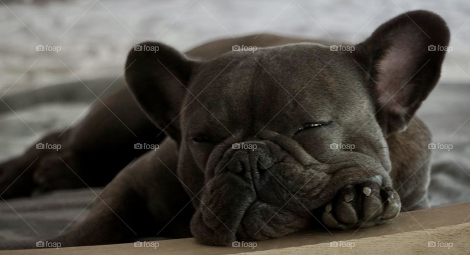 Sleeping French bulldog 