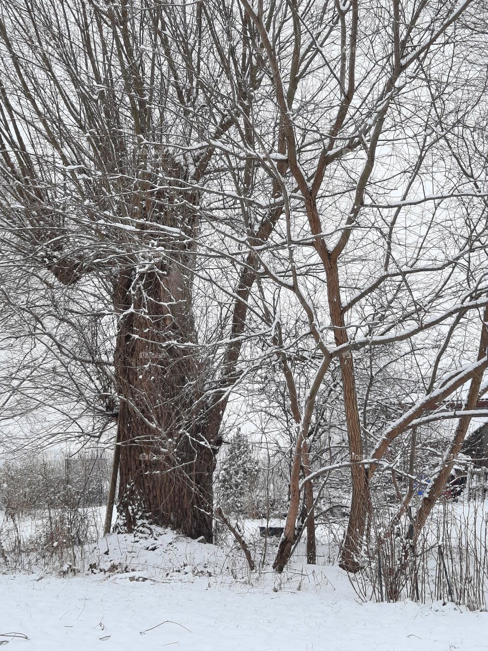 snow storm and an old willow