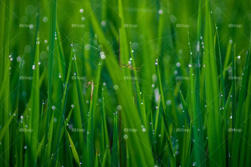 spider with dew in the morning