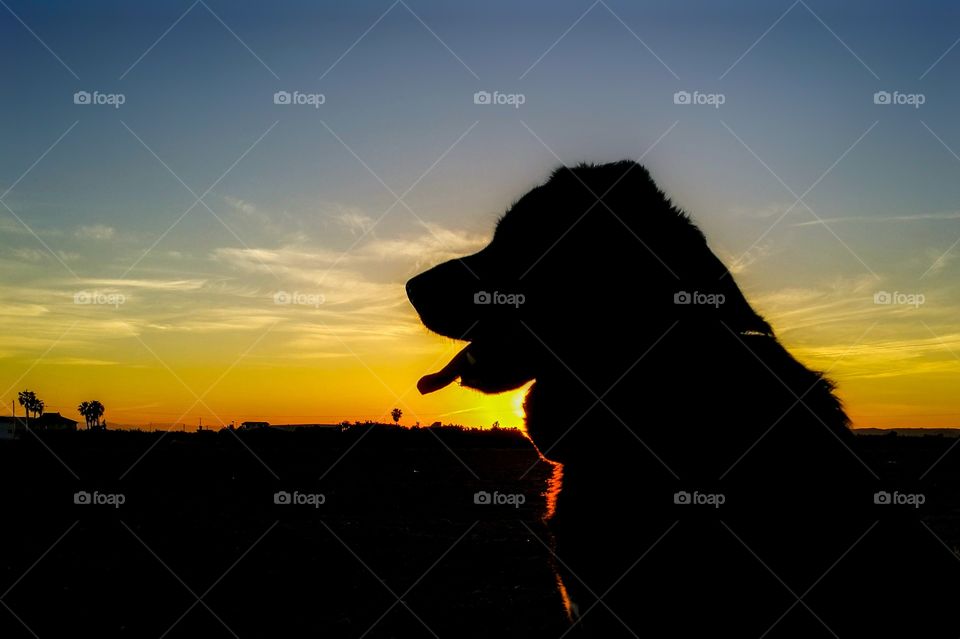 Mastiff dog's silhouette sticking tongue out against sunset