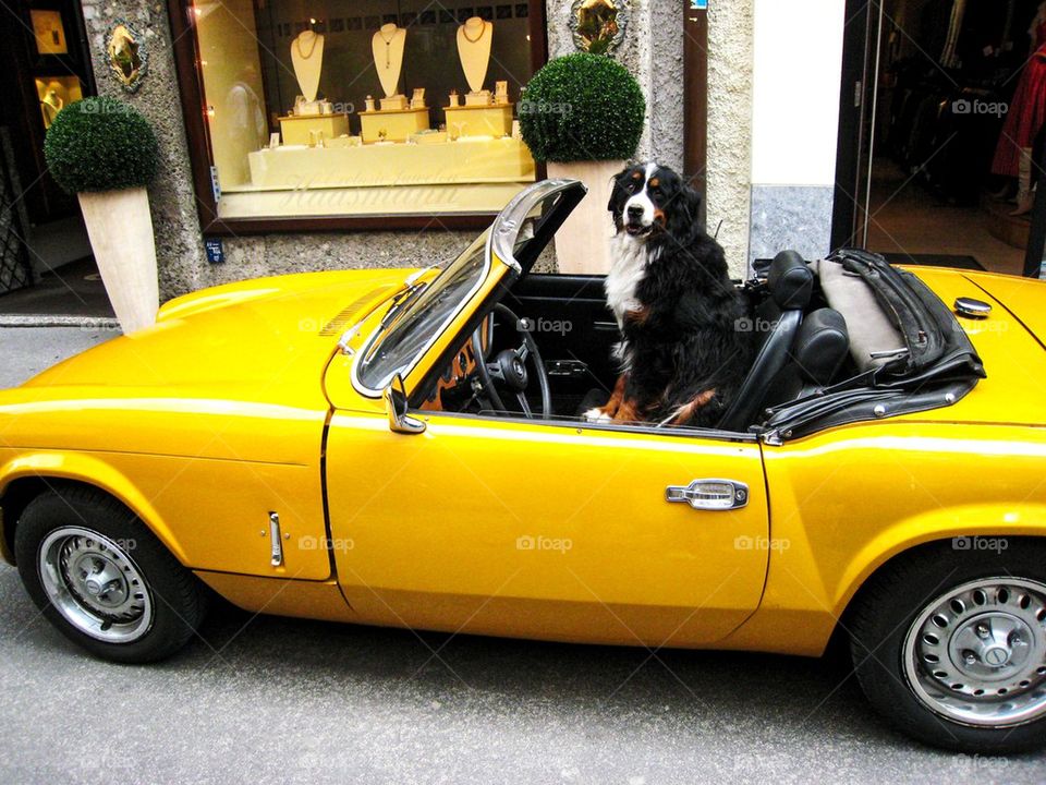 Dog in yellow car