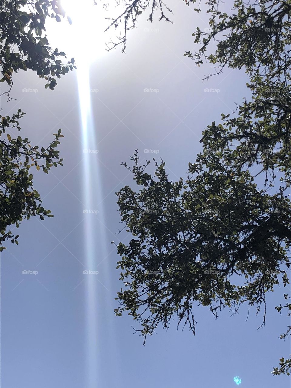 Second of two shots that show the sun beaming down on the live oaks at the ranch- amazing what the sun can do! ☀️