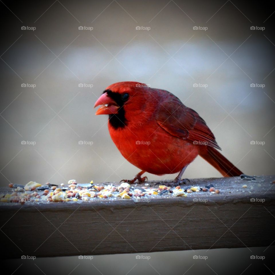 cardinal