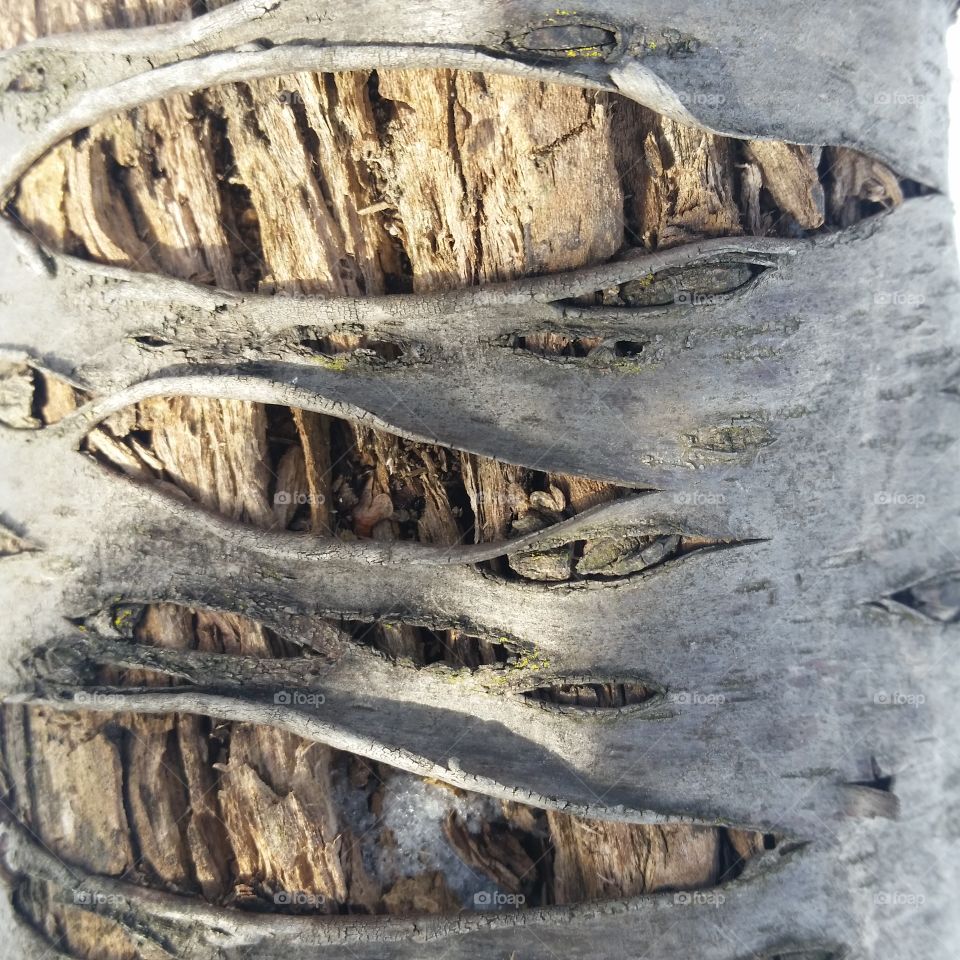 very old tree wood