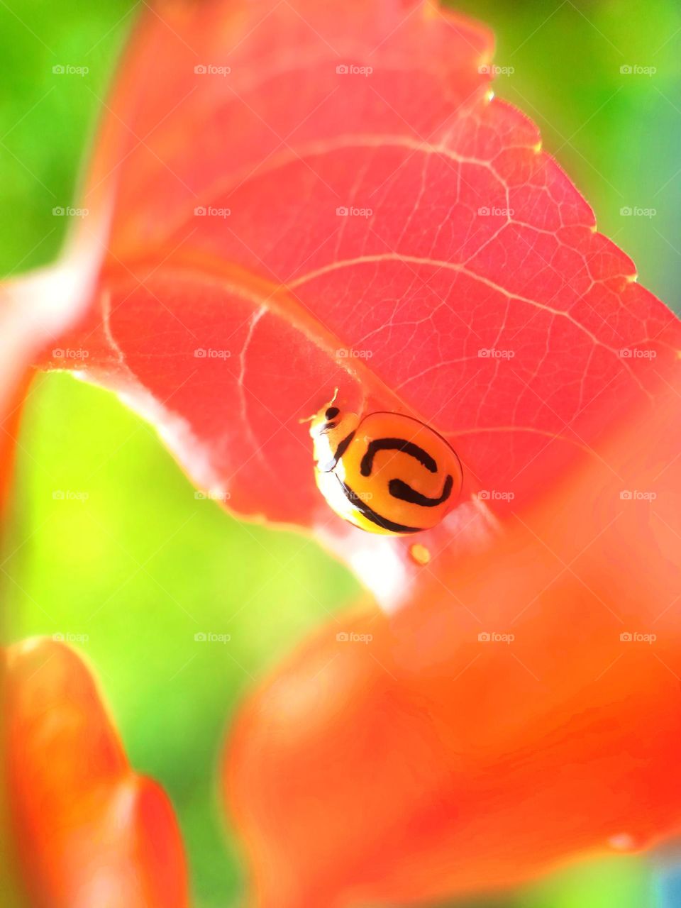 Yellow ladybug from the ground up