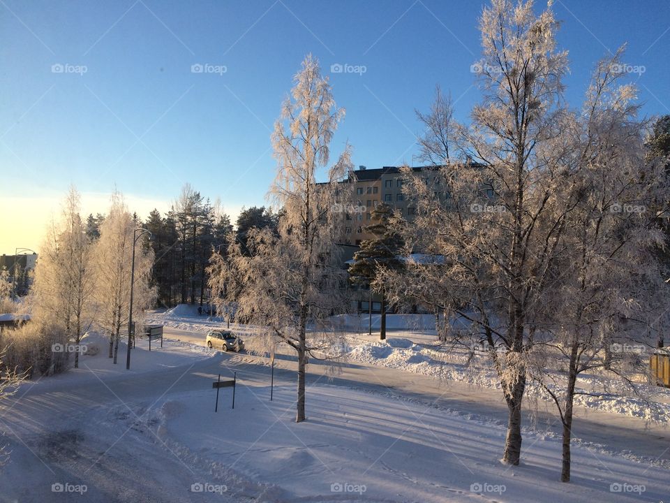 Snow, Winter, Frost, Cold, Tree