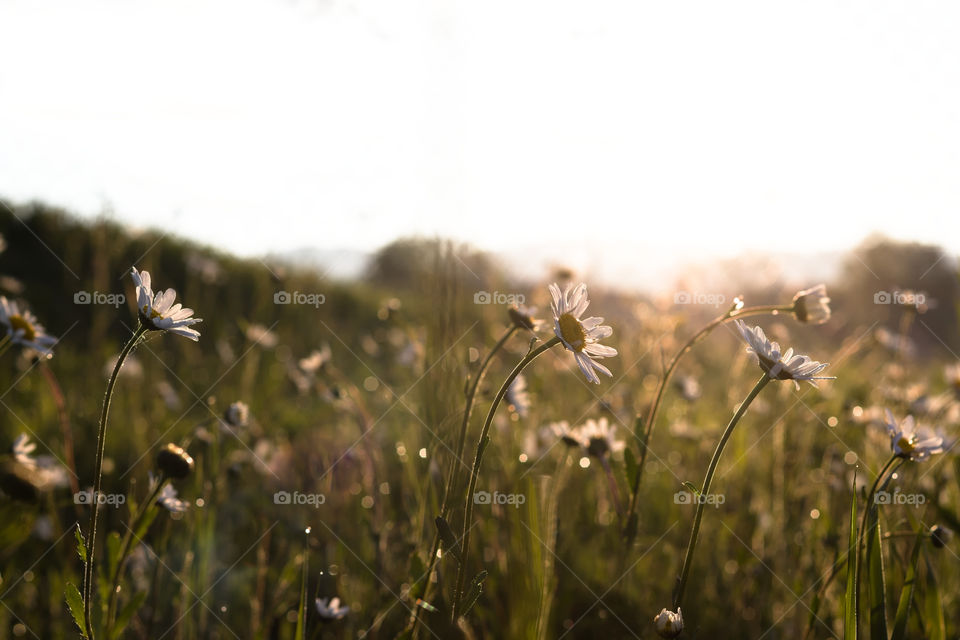 First light rays on flowers in grass.
