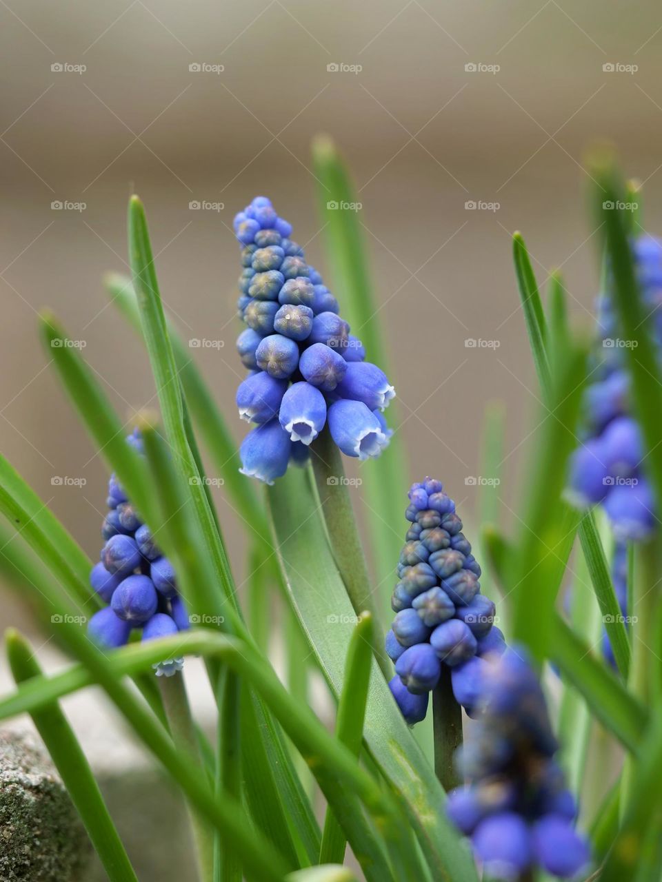 Grape hyacinths