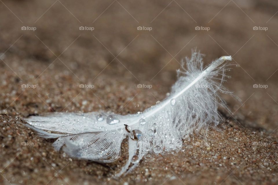 Small wet feather