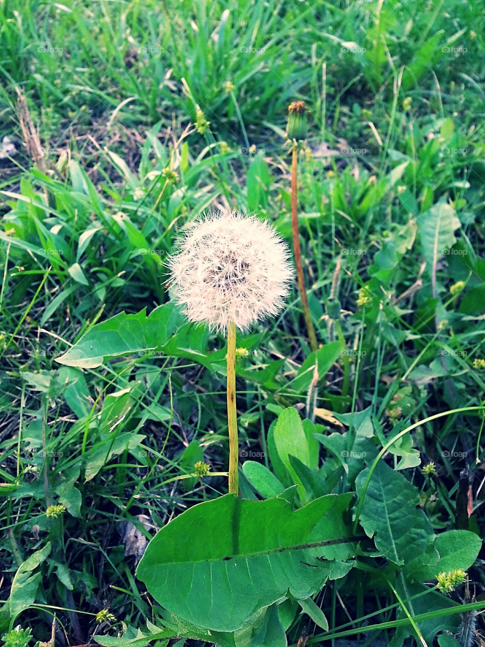 A dandelion on a spring day.
