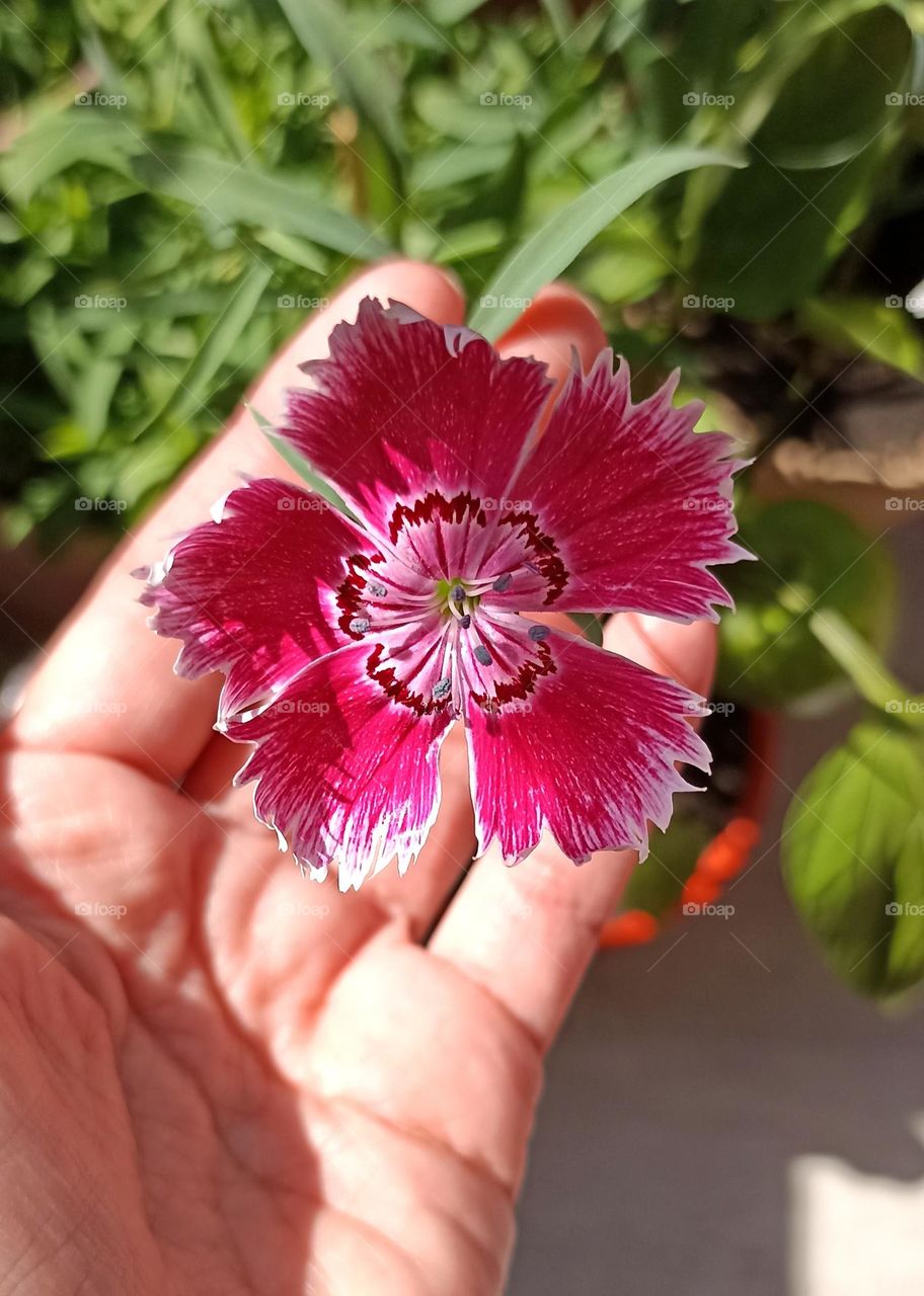 beautiful pink flower and female hand, gardening hobbies, mobile photography