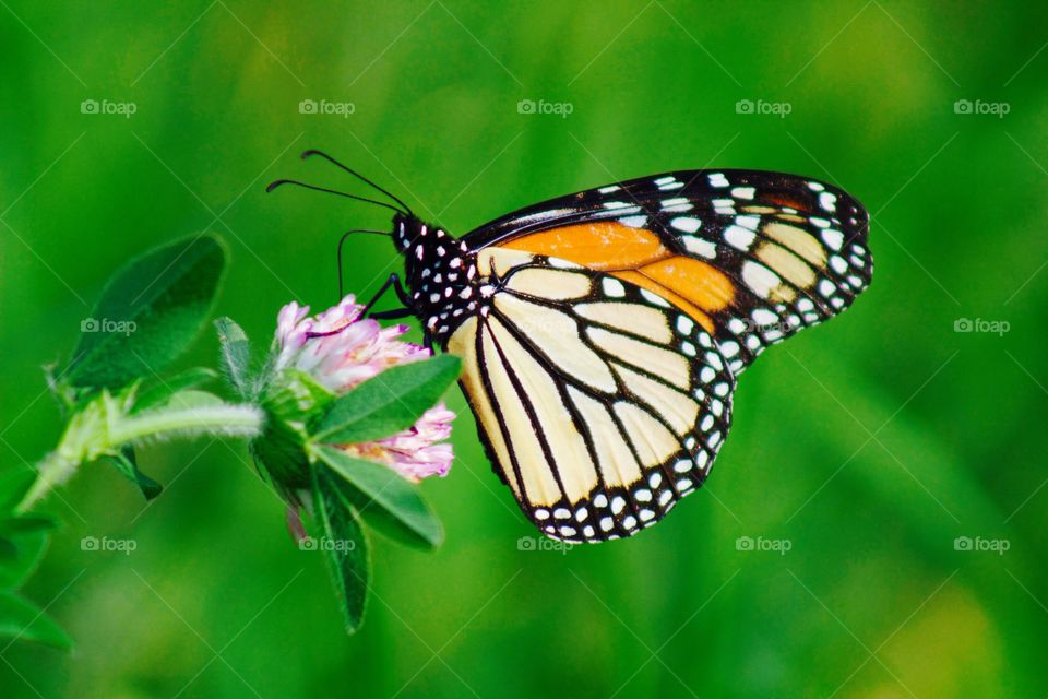 Butterflies Fly Away - monarch butterfly on a red clover blossom