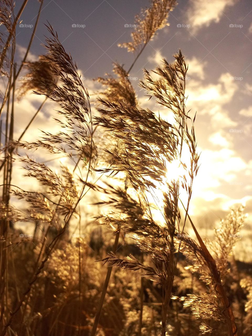 reed in the sun