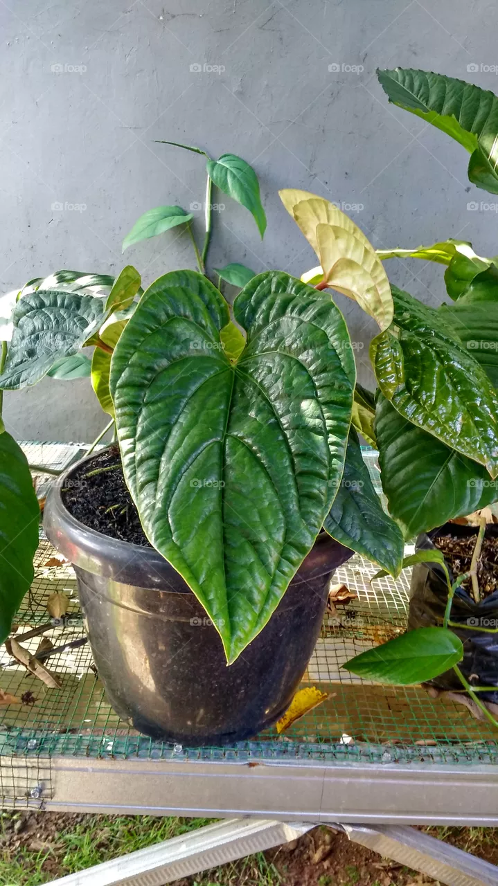 betel plant