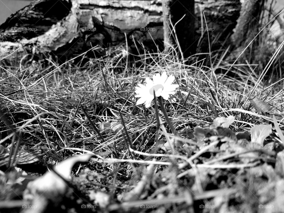 Lonely flower in the garden
