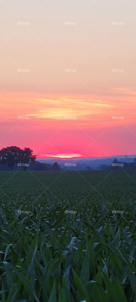 Pennsylvania sunset over the corn fields