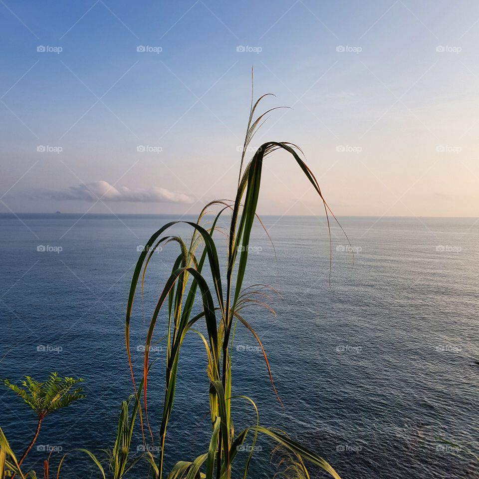 The grass and seaview