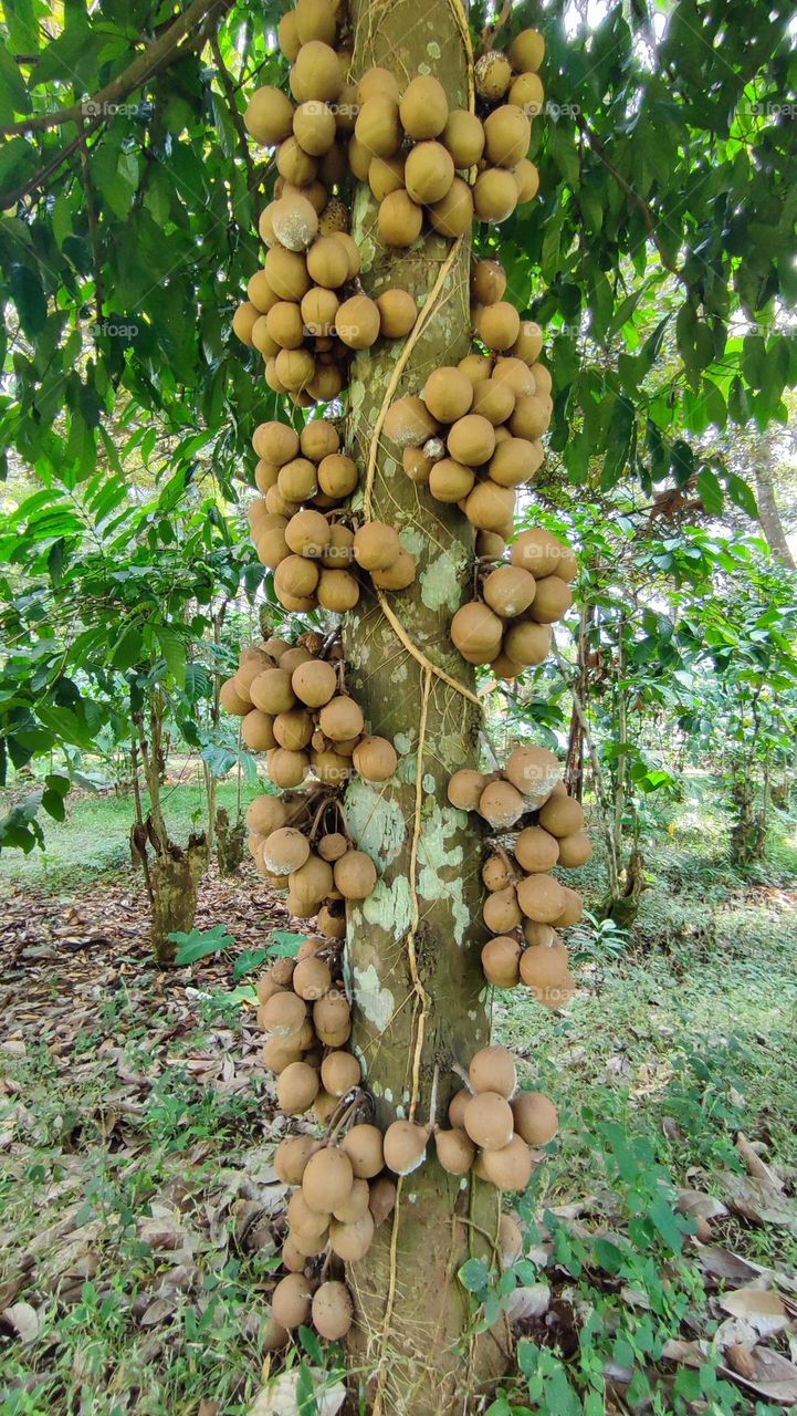 Kepel (Stelechocarpus burahol). This fruit, which has been the favorite of the Javanese court princesses since ancient times, is now one of the rare plants in Indonesia.
The fruit smells of sweat, until it is used as a deodorant.