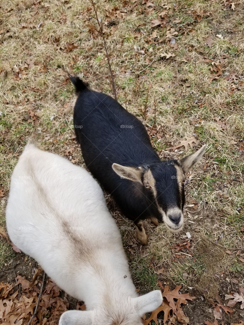 Nella sister Leila goat in the backyard