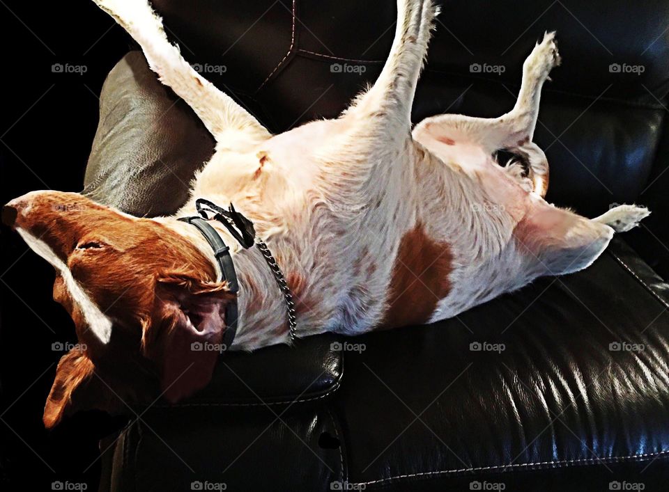 Dog relaxing on a hot summer day.