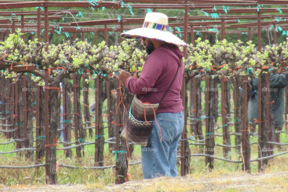 Grapevine worker