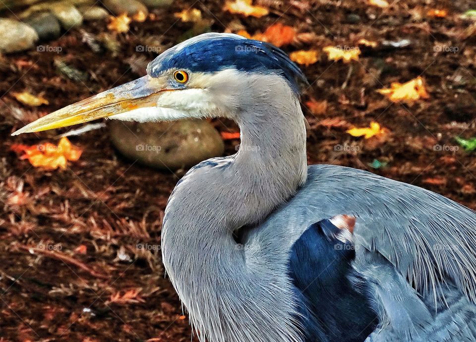 Great Blue Heron