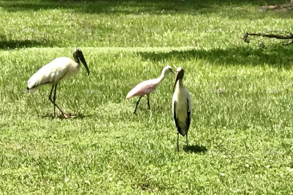 Unusual threesome- a spoonbill and two wood storks 