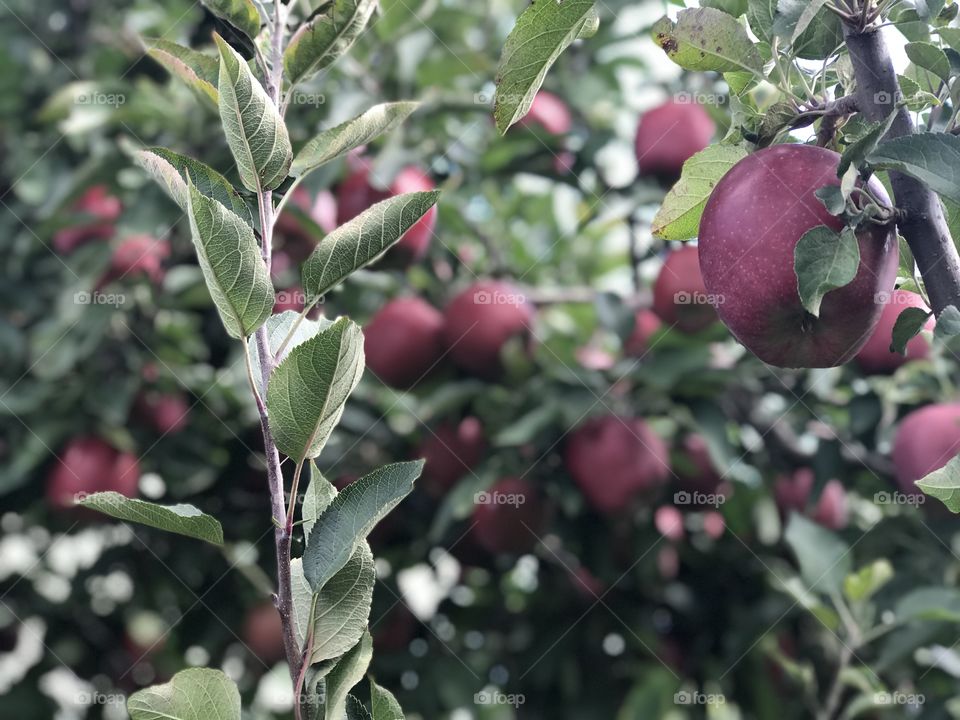 Apples in an apple orchard in Michigan 