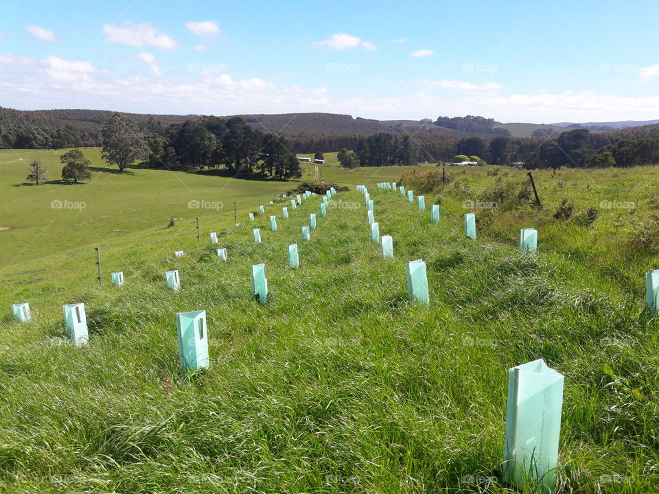 Revegetation