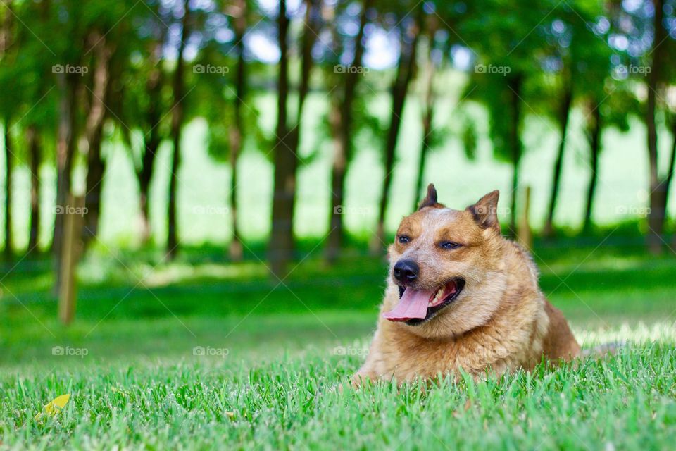 Summer Pets - Red Heeler / Australian Cattle Dog resting in the cool green grass in a rural setting 