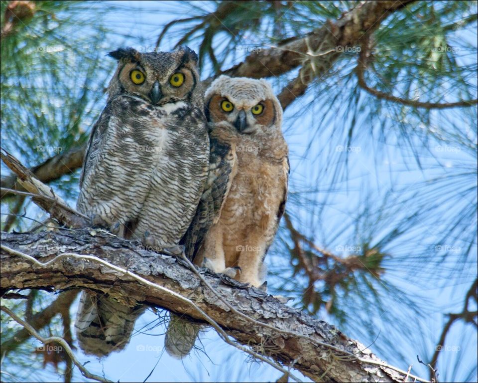 Great Horned Owl and Owlet perched in a pine tree side by side.