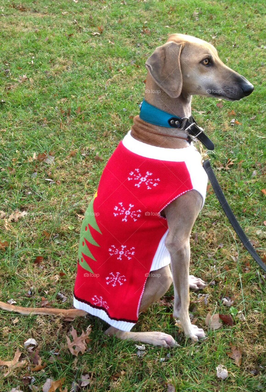 A Saluki wearing a Christmas sweater