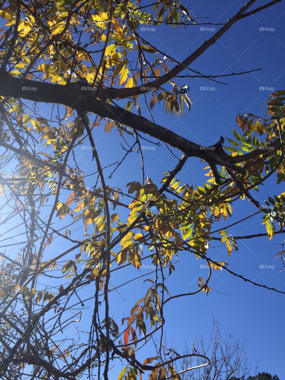 Pretty tree leaves against a cobalt blue sky. 