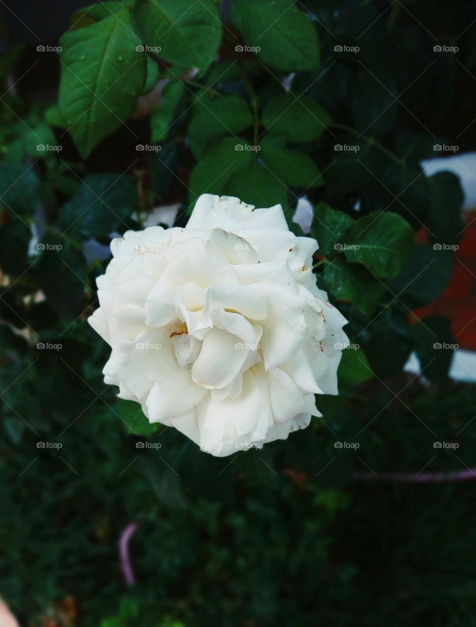 Isolated white flower.