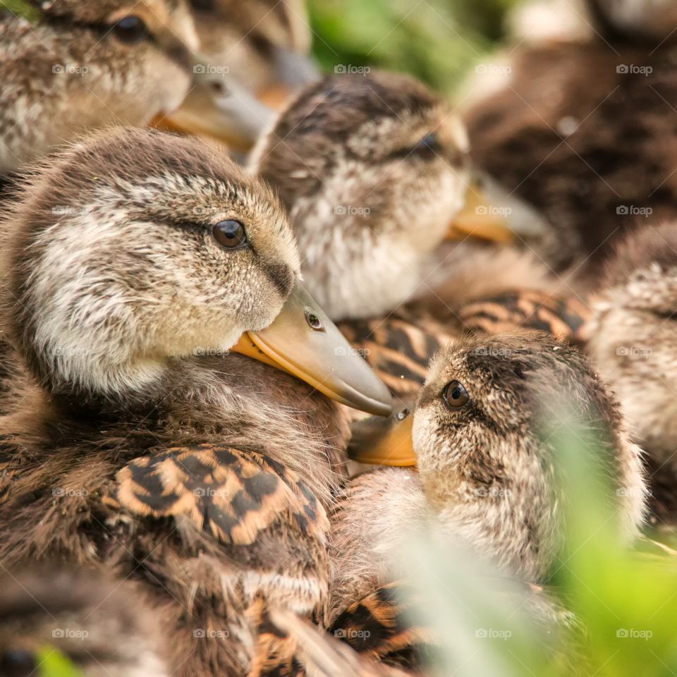 A Pile of Ducklings