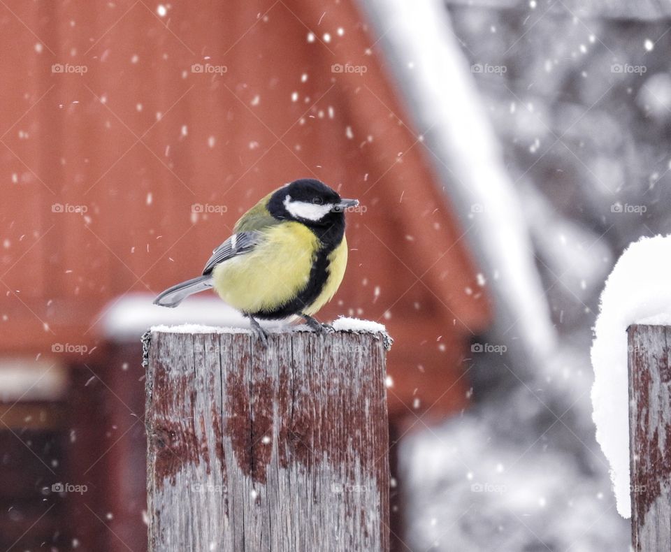 Great tit winter snow 