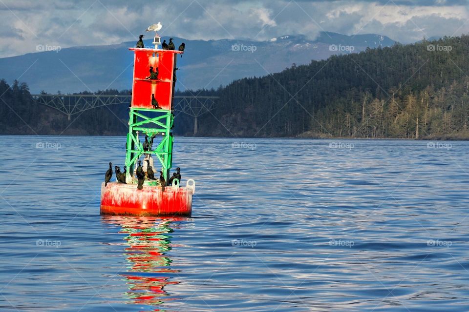 A brightly colored buoy with cormorants floating in Deception Pass