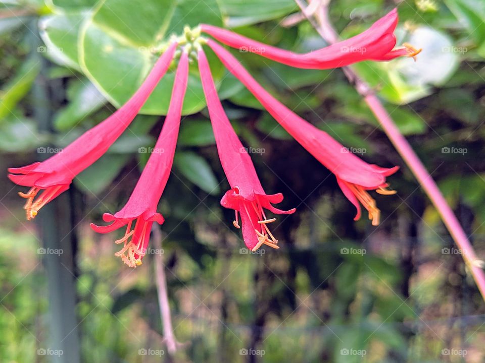 Coral Honeysuckle