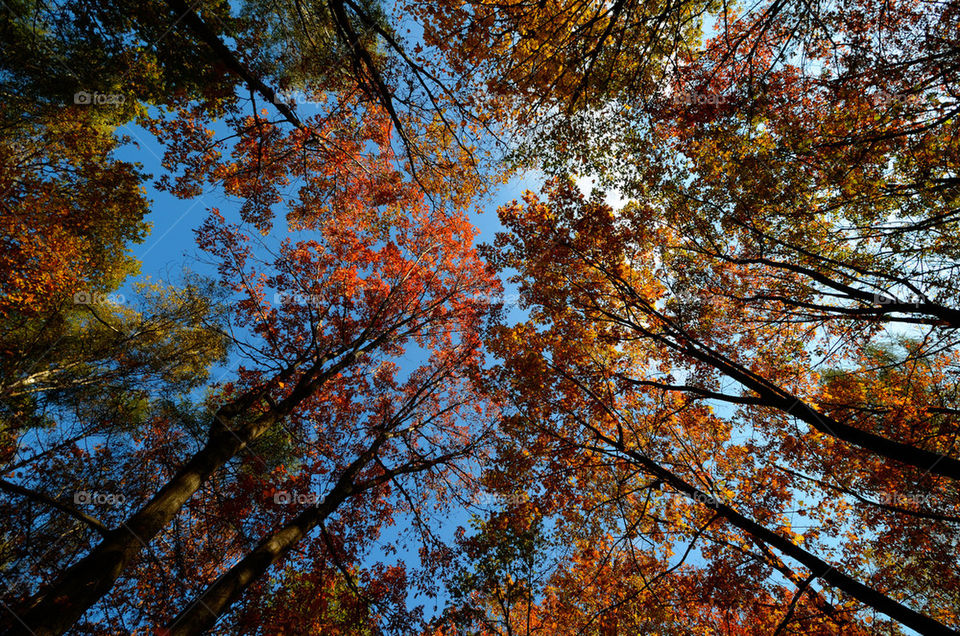 Autumn leaves