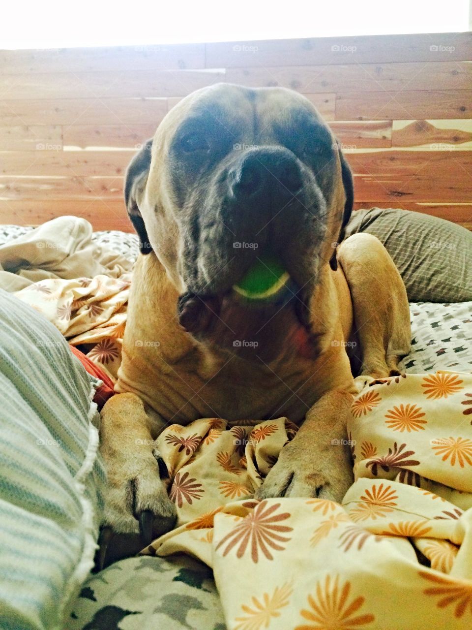 Dog with a ball in his mouth