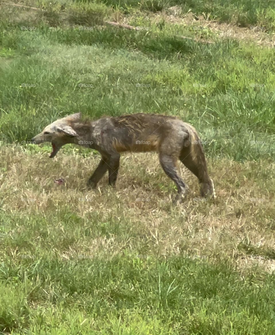 Coyote 