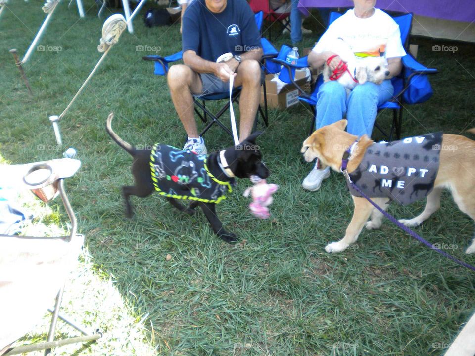 Rescue Dogs Playing