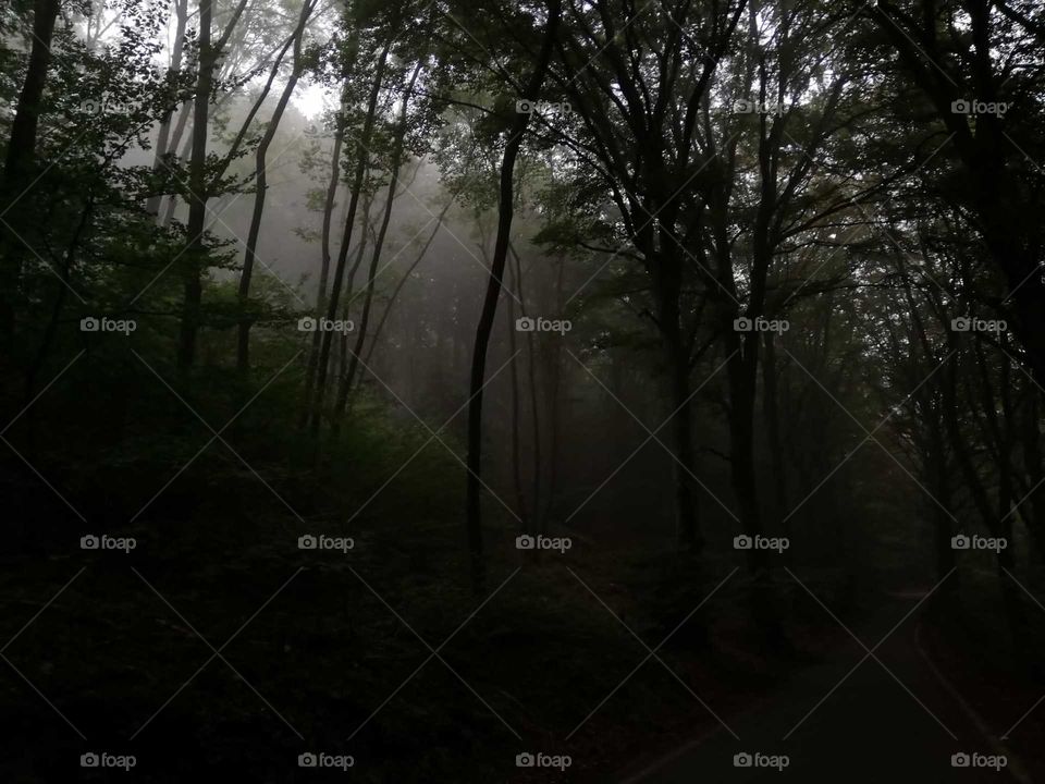 when the fog floods in the woods, Campo dei fiori, Varese, italy