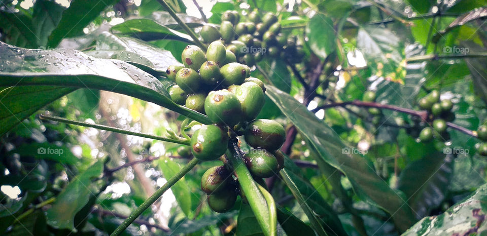 amazing natural coffee plants