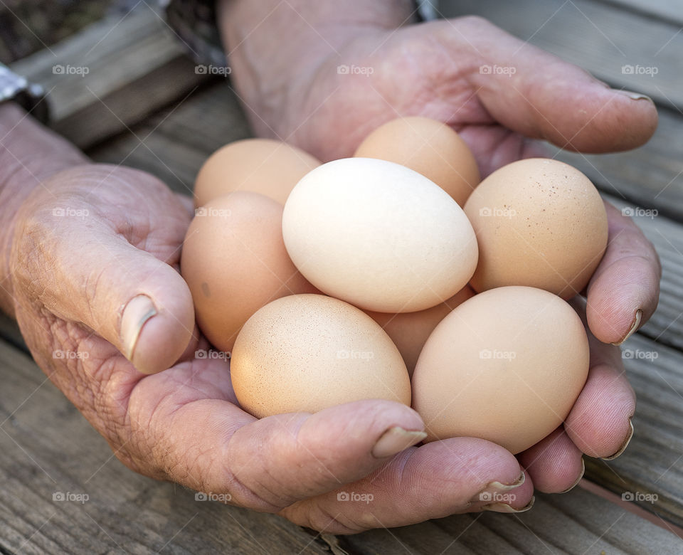Fresh free range eggs in hands.